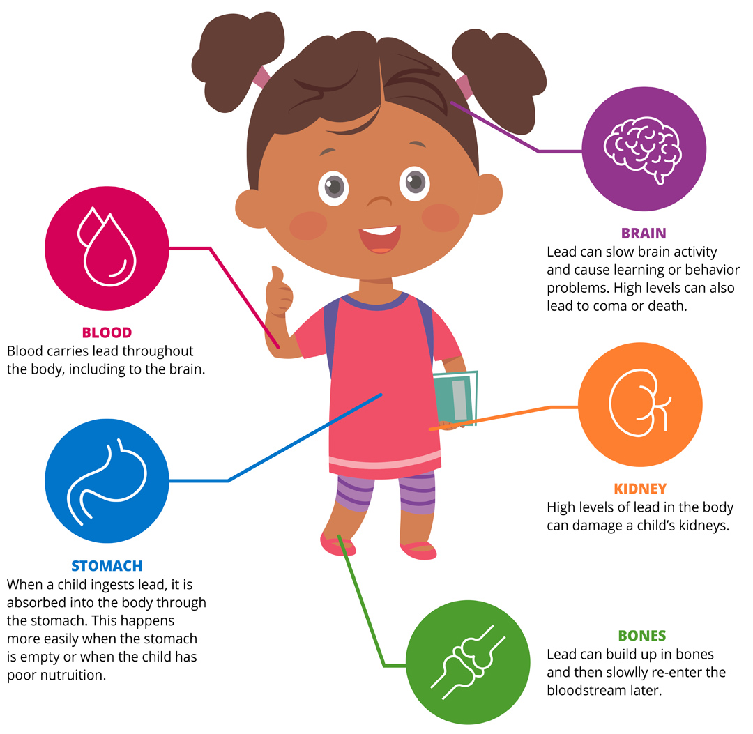 Diagram of how lead affects a child's body