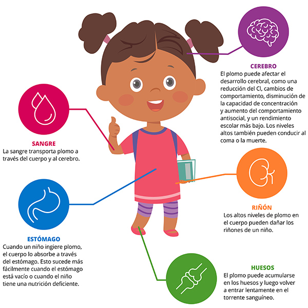 Diagram of how lead affects a child's body